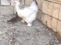 Brahma — Foto 5