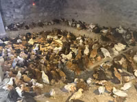 Chickens — foto 1