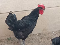 Australorp — foto 3