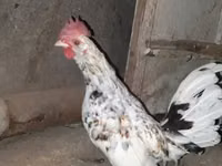 Bantam Japonesa — foto 1