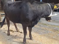 Vaca, Bovinos — foto 2