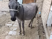 母马, Horses — 照片 1