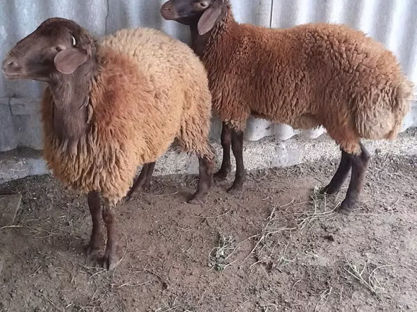 ვერძი, ცხვრები