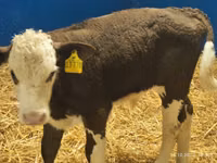Taureau, Simmental cattle — photo 2