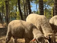 Owce (partia, płeć nieokreślona), Ile-de-France sheep — zdjęcie 3