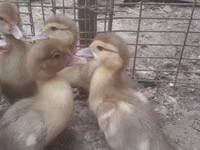 Ducks — zdjęcie 8