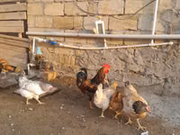 Chickens — zdjęcie 1