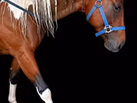 حصان, Thoroughbred horse — الصورة 1