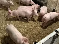 Porcs (lot, sexe non indiqué) — photo 4