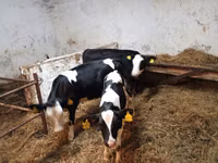 İnək, Russian Black pied cattle — foto 2