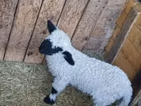 Carneiro, Wallis Country sheep — foto 2