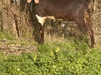 ஆண் வெள்ளாடு, Kamori goats — புகைப்படம் 4