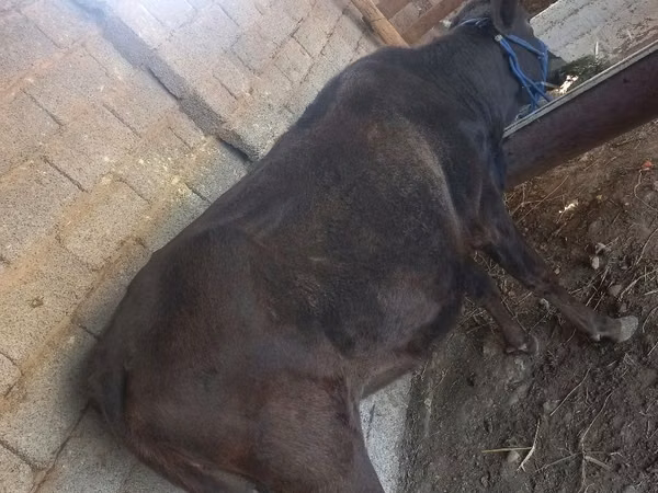 Jument, Chevaux
