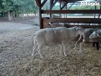 Ovce, Lacaune sheep — foto 7