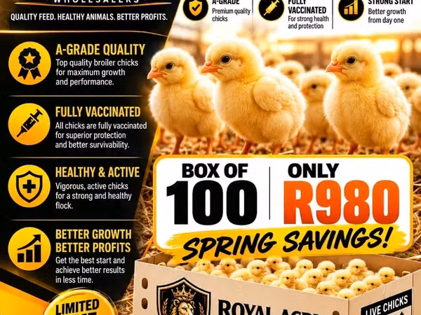 Shamo chickens