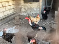 Chickens — foto 2