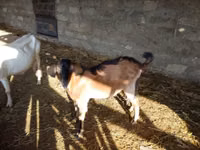 Cabro, Alpine goat — foto 2