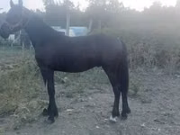 Айғыр, Friesian — 3-сурет