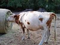 Сиыр, Simmental cattle — 3-сурет