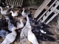 Ducks — Foto 2