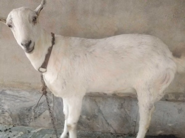 Keçi, Barbari goats