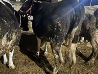 Vache, Race Holstein — photo 1