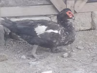 Ducks — zdjęcie 2
