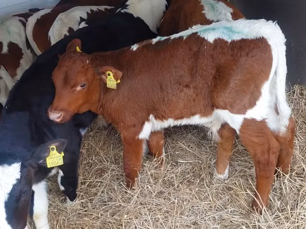 公牛, Simmental cattle