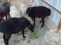 ვერძი, ცხვრები — ფოტო 2