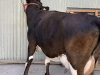 Kuh, Holstein-Rasse — Foto 2