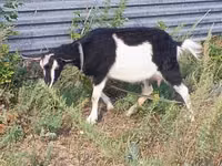 Echki, Alpine goat — 7-rasm