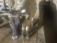 Vaca, Bovinos — foto 1