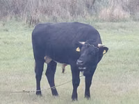 Buğa, Simmental cattle — foto 2
