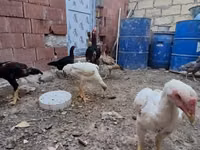 Chickens — Foto 4