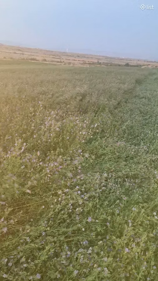 Առվույտ (յոնջա) մանր նապաստակի կեր
