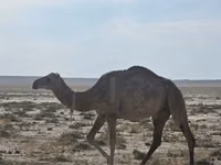Camellos (lote, sexo no especificado), Anafi camel — foto 3