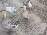 Geese — 写真 1