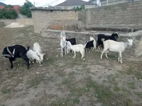 ஆண் வெள்ளாடு, வெள்ளாடுகள் — புகைப்படம் 1