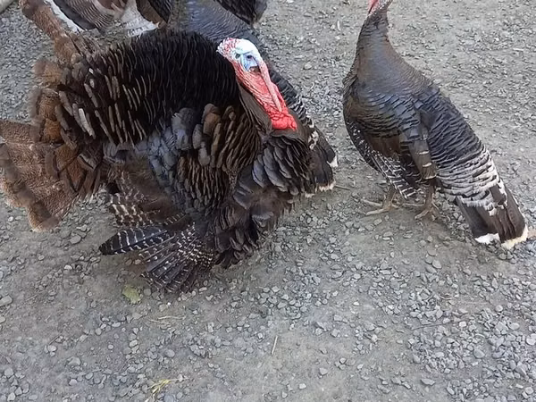 Turkeys — Azerbaïdjan