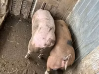 Knur, Świnie — zdjęcie 3