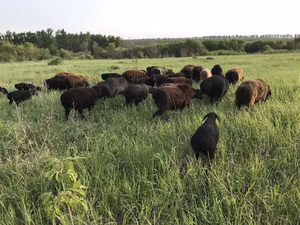 Brebis, Hissar sheep
