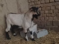 Kozioł, Kozy — zdjęcie 1