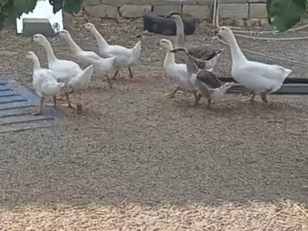 Geese — Azerbaïdjan