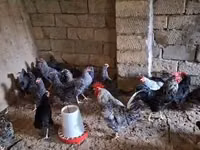 Chickens — zdjęcie 3