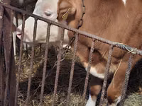 Buğa, Simmental cattle — foto 2