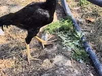 Chickens — foto 4