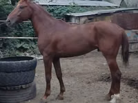Cheval, Trakehner — photo 7