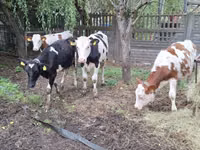 Krava, Simmental cattle — foto 7