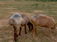 Schaf, Kazakh meat-wool sheep — Foto 3