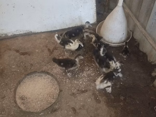 Ducks — أذربيجان